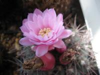 Thumbnail of 1013_Gymnocalycium weissianum_20110605.jpg